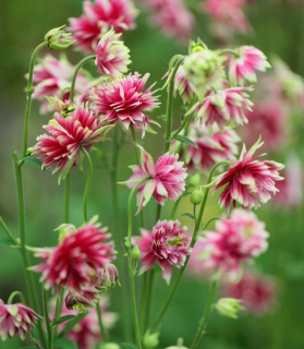 Aquilegia vulgaris 'Nora Barlow'